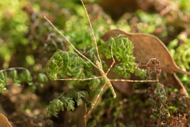 gafanhoto de brown no musgo. - grasshopper locust isolated multi colored - fotografias e filmes do acervo