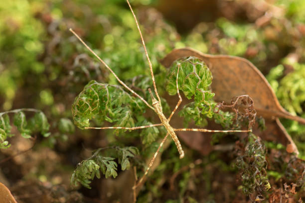gafanhoto de brown no musgo. - grasshopper locust isolated multi colored - fotografias e filmes do acervo