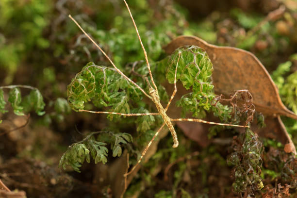 gafanhoto de brown no musgo. - grasshopper locust isolated multi colored - fotografias e filmes do acervo