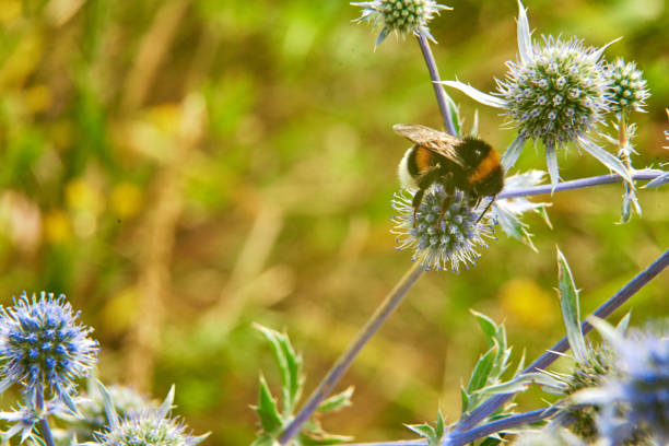 Beautiful big bumblebee collects nectar on a blue flower. Insects macro photography