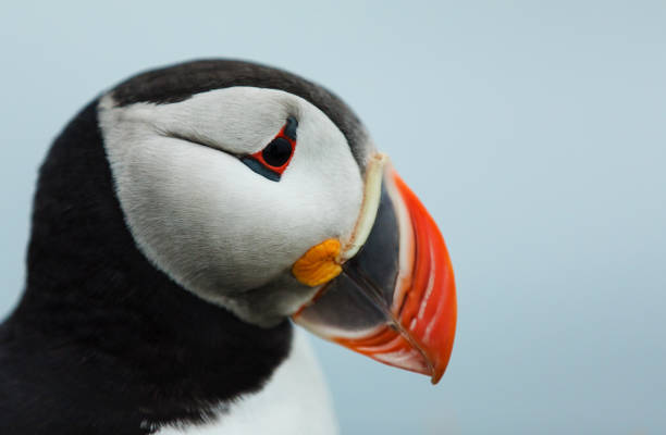 istock Puffin on the rocks at latrabjarg Iceland. 1161916515