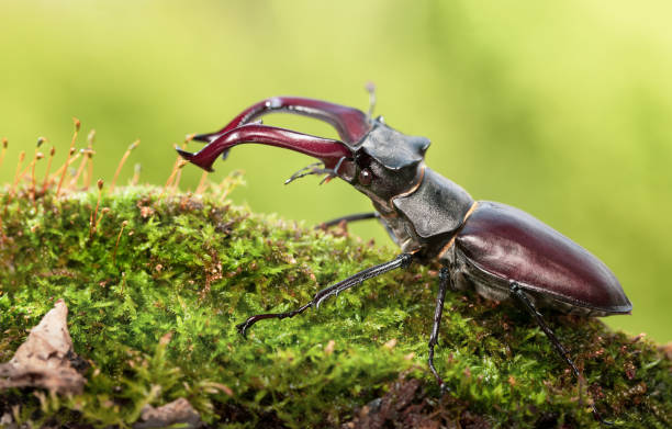 istock Big beetle with red mandibles 1161916994