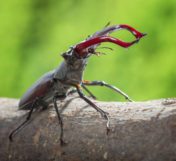 istock Giant Stage Beetle with red antlers attack 1161917012