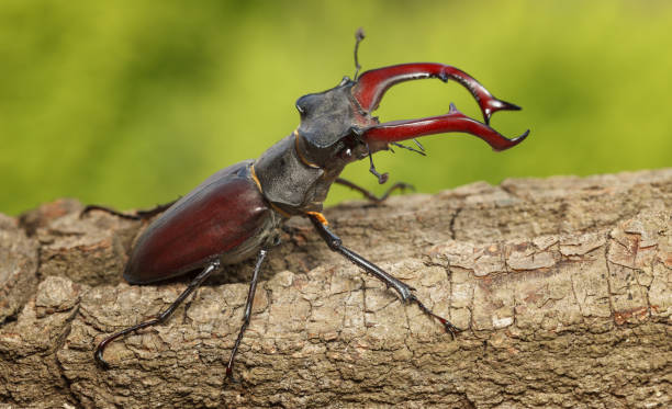 Macro of stag beetle (Lucanus cervus) with big red horns ready to attack on tree over green forest background