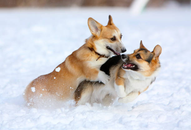 istock Two dogs play fun winter outdoors in the snow 1161917957