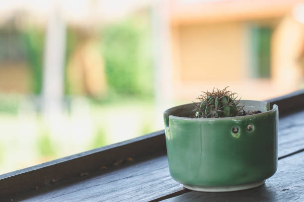 istock Cactus in pots placed on a wooden balcony 1161918033