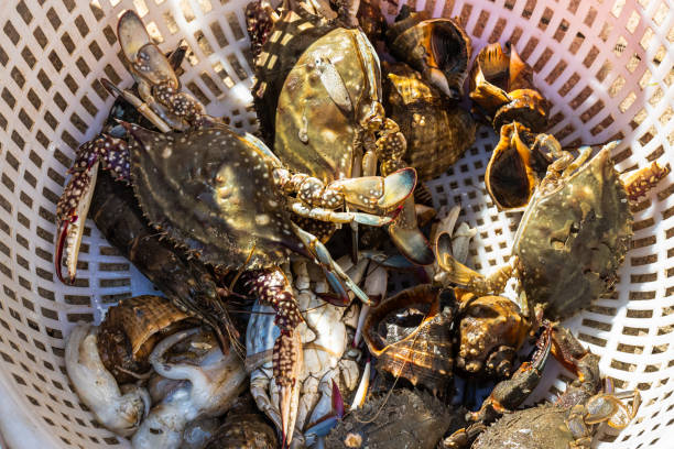 istock Fresh fish and seafood at the fish market 1161918034
