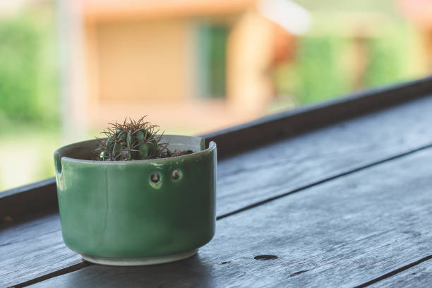istock Cactus in pots placed on a wooden balcony 1161918059
