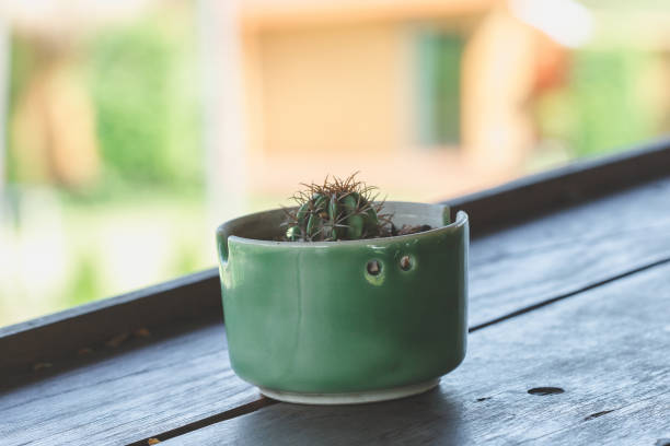 istock Cactus in pots placed on a wooden balcony 1161918061