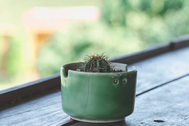 istock Cactus in pots placed on a wooden balcony 1161918064