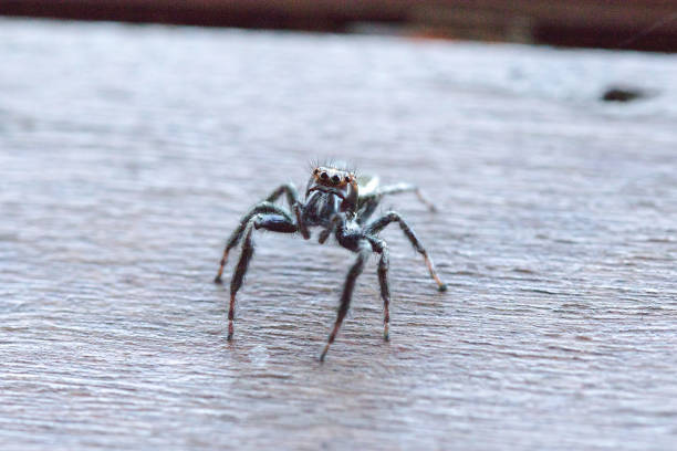 istock black spider on the wood floors 1161919355