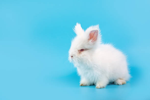 istock Happy Easter Day. White rabbit on blue background. Cute White baby bunny on blue background. 1161919361