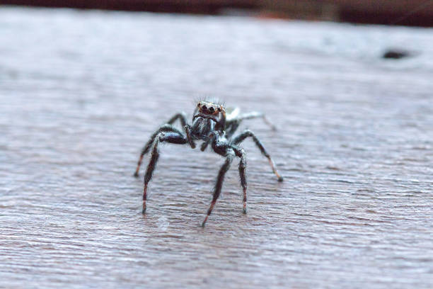 istock black spider on the wood floors 1161919403