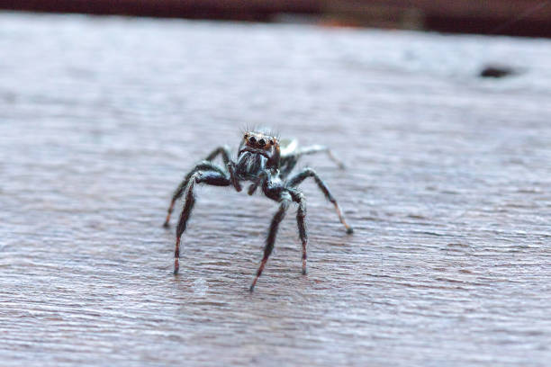 istock black spider on the wood floors 1161919408