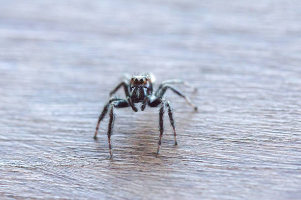 istock black spider on the wood floors 1161919410