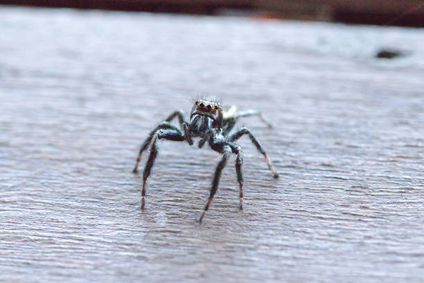 istock black spider on the wood floors 1161919413