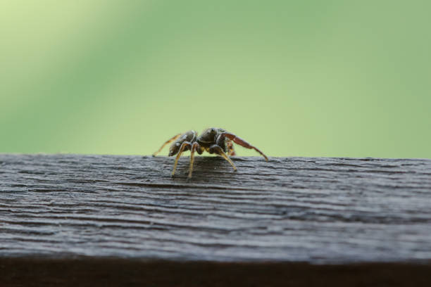 A small black spider on the wood floors are posing threats.