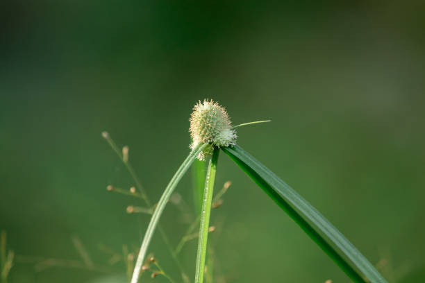 istock The pollen, the grass that is wilted in the nature 1161920216