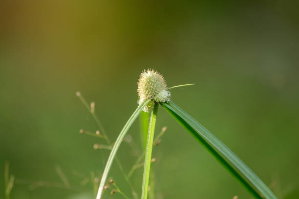istock The pollen, the grass that is wilted in the nature 1161920229