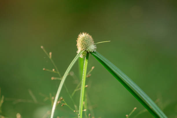 The pollen, the grass that is wilted in the nature