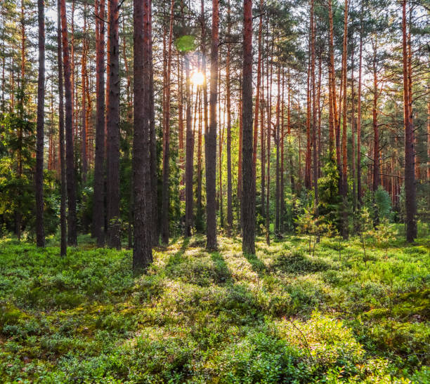 istock Sunlight on trees in a pine forest at sunset. Summer nature landscape. 1161920317