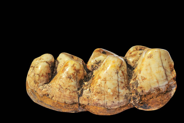 A fossilized mammoth tooth  on black background stock photo