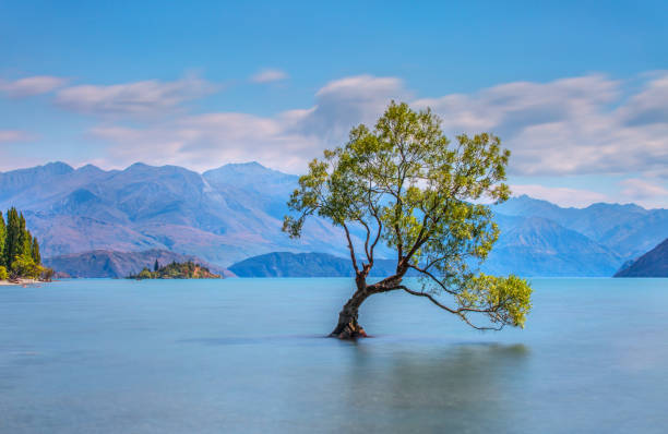 istock Lone Tree of Lake Wanaka 1161921646