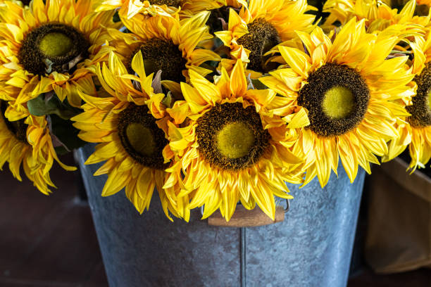 istock Sunflower in metal bucket 1161921945