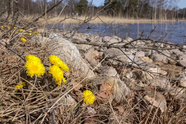 A clear morning at one of the many Swedish lakes in winter. The coltsfoot is already blooming. A herald of spring.