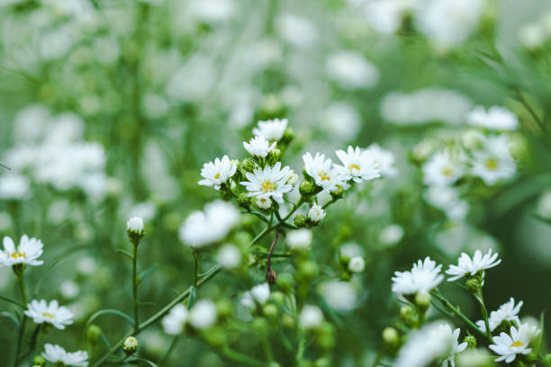 istock White Cutter Flower is blooming beautifully. 1161923517