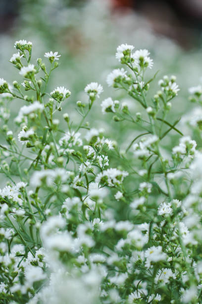 istock White Cutter Flower is blooming beautifully. 1161923520