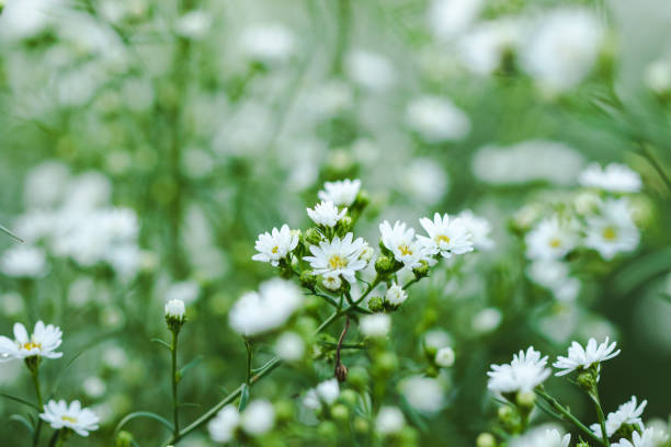 istock White Cutter Flower is blooming beautifully. 1161923522