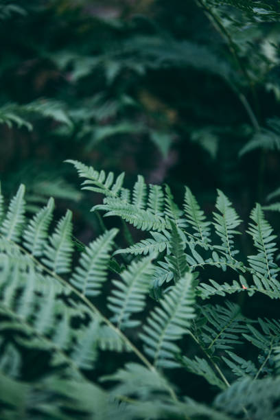 istock leaves green background with color toned 1161928689
