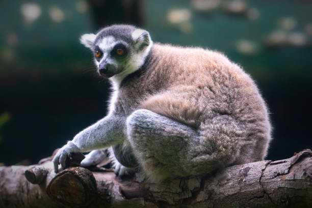 istock Lemur in rain forest trees Madagascar. 1161929032