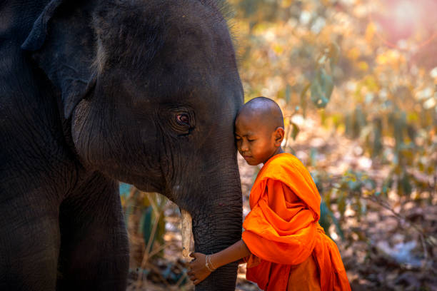 los novatos o monjes abrazan elefantes. novato tailandés de pie y gran elefante con fondo de bosque. , distrito de tha tum, surin, tailandia. - worship place fotografías e imágenes de stock