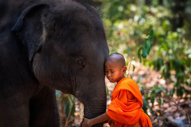 Photo of Novices or monks and elephants. Novice Thai standing and big elephant with forest background. , Tha Tum District, Surin, Thailand.