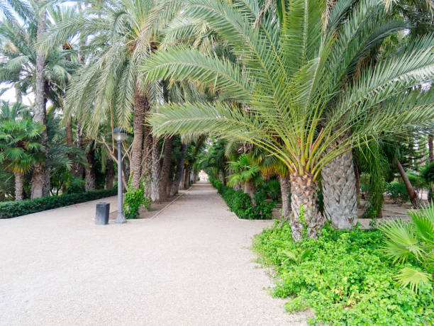 istock A beautiful garden in a palm grove in Elche. 1161930318