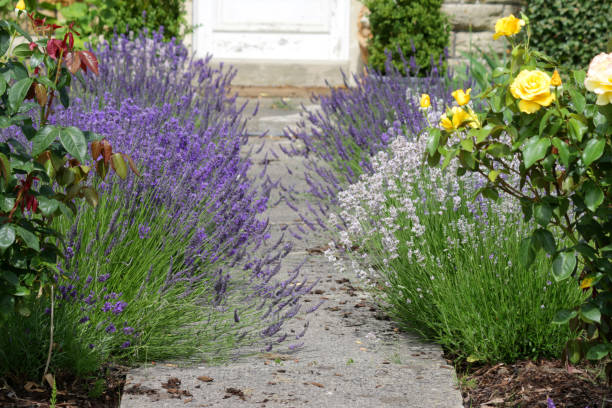Stock photo of white and lilac purple English lavender flowers and French lavender plants lining concrete pathway leading to front door in garden, flowering lavenders overgrown and spilling over path with bark mulch, weeds and yellow roses, Lavandula shrubs imagen de flores de lavanda inglesas blancas y lilas púrpuras y plantas de lavanda francesas que bordean camino de hormigón que conduce a la puerta principal en el jardín, lavandas en flor y se derraman sobre el camino con mantillo de corteza, desbrozas