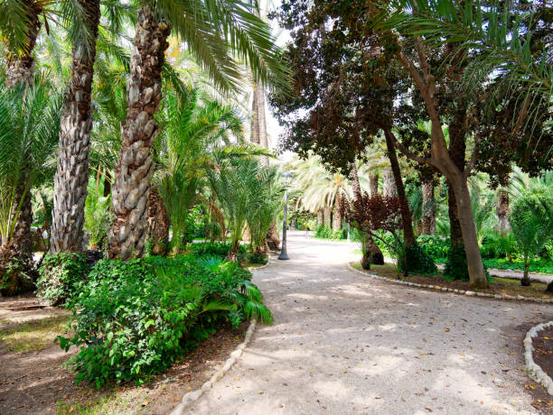 istock A beautiful garden in a palm grove in Elche. 1161931345