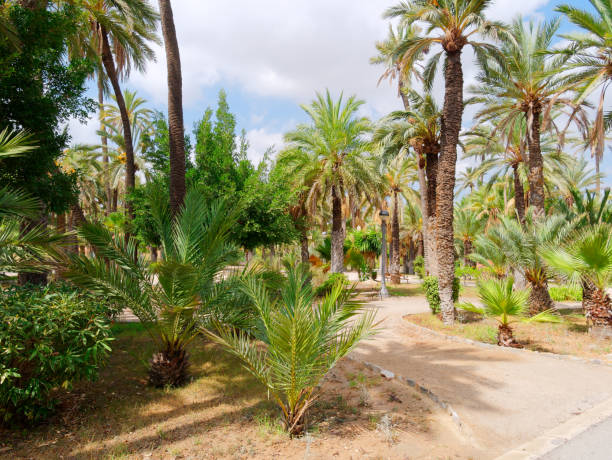 istock A beautiful garden in a palm grove in Elche. 1161931458