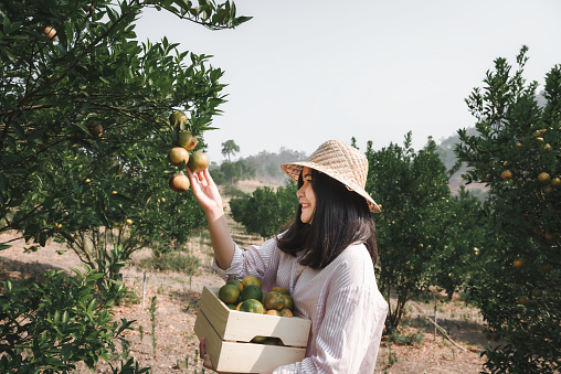 Portrait of Attractive Farmer Woman is Harvest Picking Orange in Organic Farm, Cheerful Girl in Happiness Emotion While Reaping Oranges in The Garden, Agriculture and Plantation Concept.