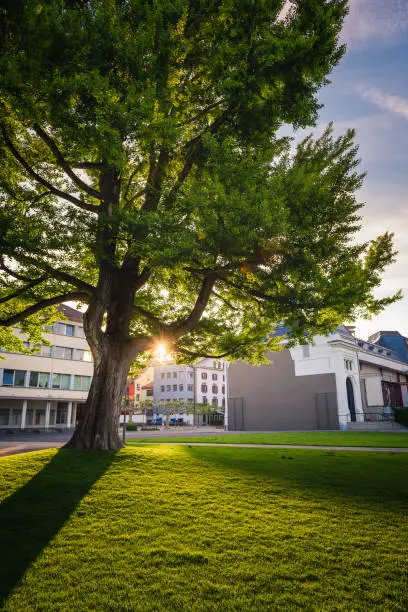 Public Park and Garden Outdoor in Vevey, Switzerland at Sunrise Scene., Beautiful Green Grass and The Tree With Morning Sunlight in City Town of Swiss., Nature/Park Outdoor Concept.