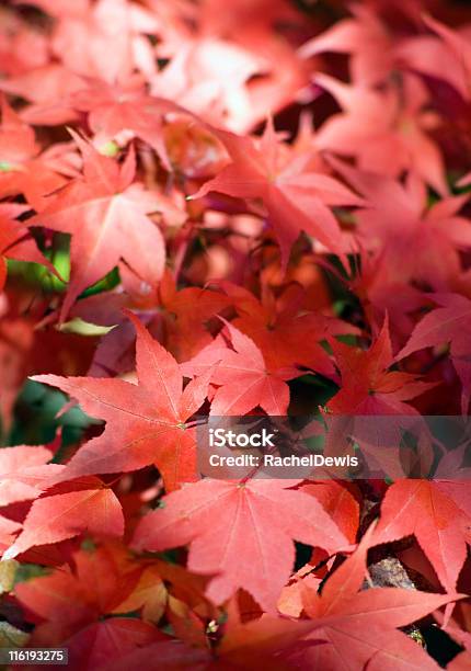 Herbst Acer Stockfoto und mehr Bilder von Abstrakt - Abstrakt, Ahorn, Arboretum