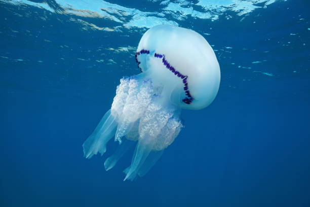 istock Barrel jellyfish Rhizostoma pulmo 1161932764