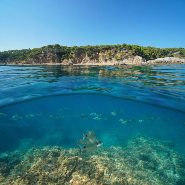 istock Coastline Spain school of fish underwater sea 1161934165
