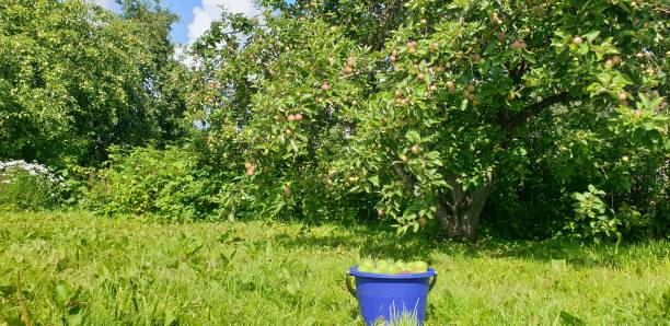 istock Apple harvest. Ripe apples. Apple tree. Fresh apples. 1161934273
