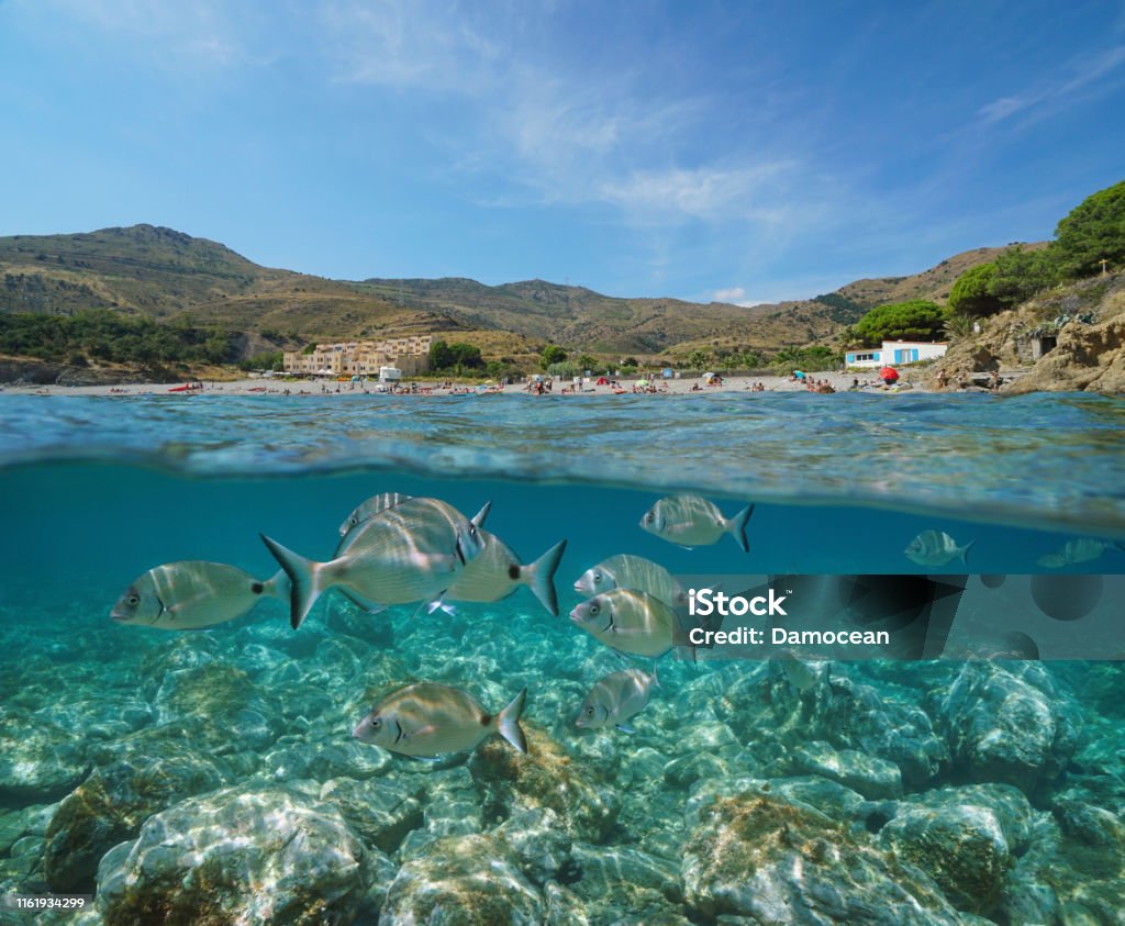 France coastline beach with fish underwater France coastline, Mediterranean beach with seabream fish underwater, split view half above and below sea surface, Peyrefite cove, Pyrenees Orientales, Roussillon, Cote Vermeille Ocean Floor Stock Photo