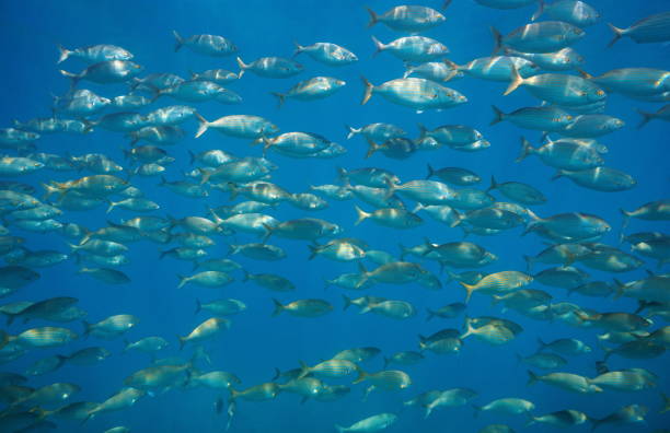 istock Fish school Mediterranean sea Medes Islands Spain 1161934424