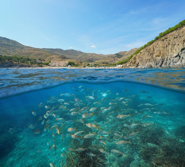 istock France Mediterranean coast fish shoal underwater 1161934430