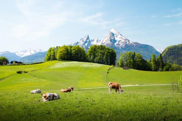 istock Idyllic summer landscape in the Alps with cows grazing 1161934552